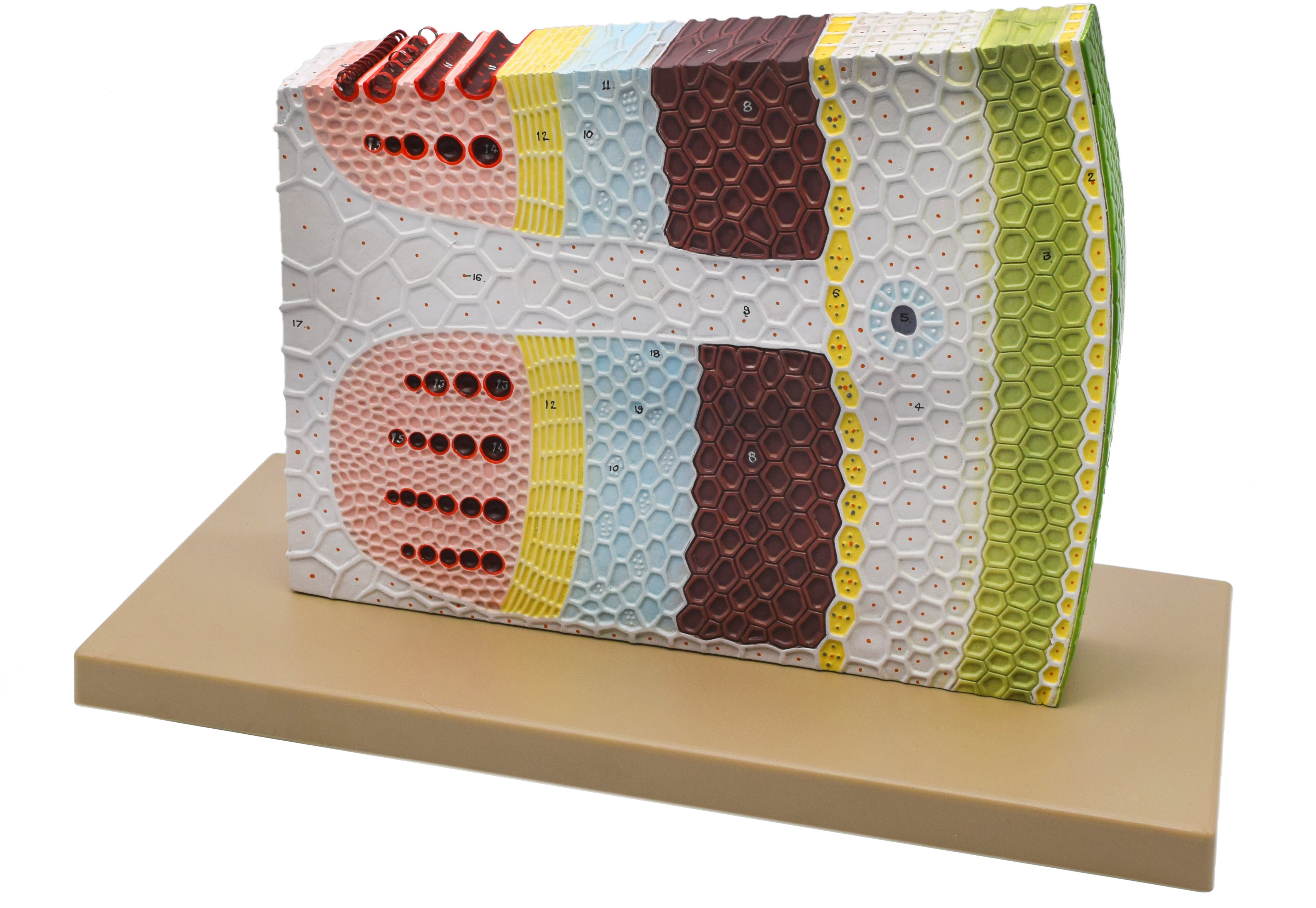 3D Dicot Stem Model with Transverse and Longitudinal Sections, 11 x 18 x 8"