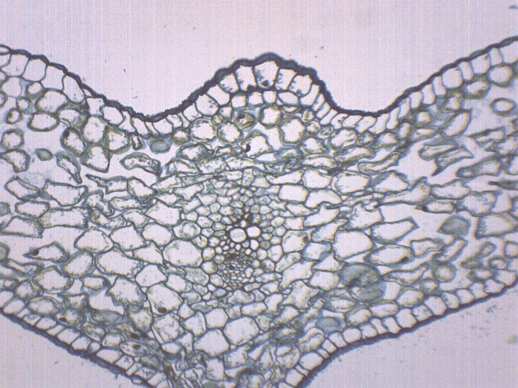Lilium Leaf Cross-Section Prepared Microscope Slide