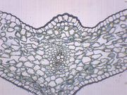 Lilium Leaf Cross-Section Prepared Microscope Slide