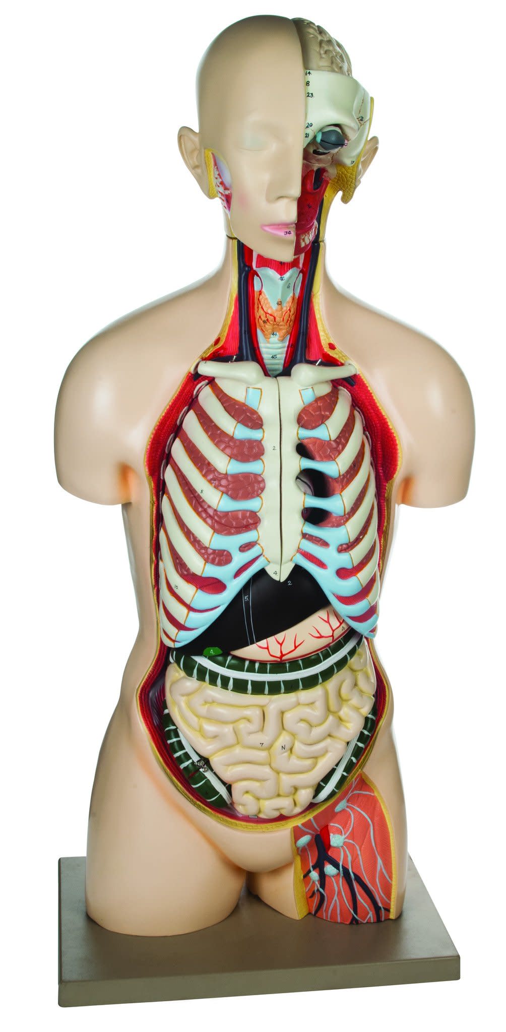 Life-Size Sexless Human Torso Model, 13-Part, Light Complexion