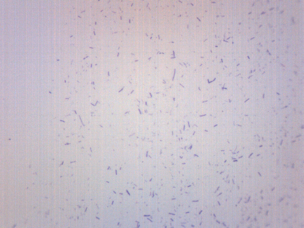 Lactobacillus Acidophilus Gram Positive Prepared Microscope Slide