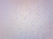 Lactobacillus Acidophilus Gram Positive Prepared Microscope Slide