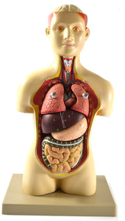 Half-Size Human Torso Model with Light Complexion, 17" Tall