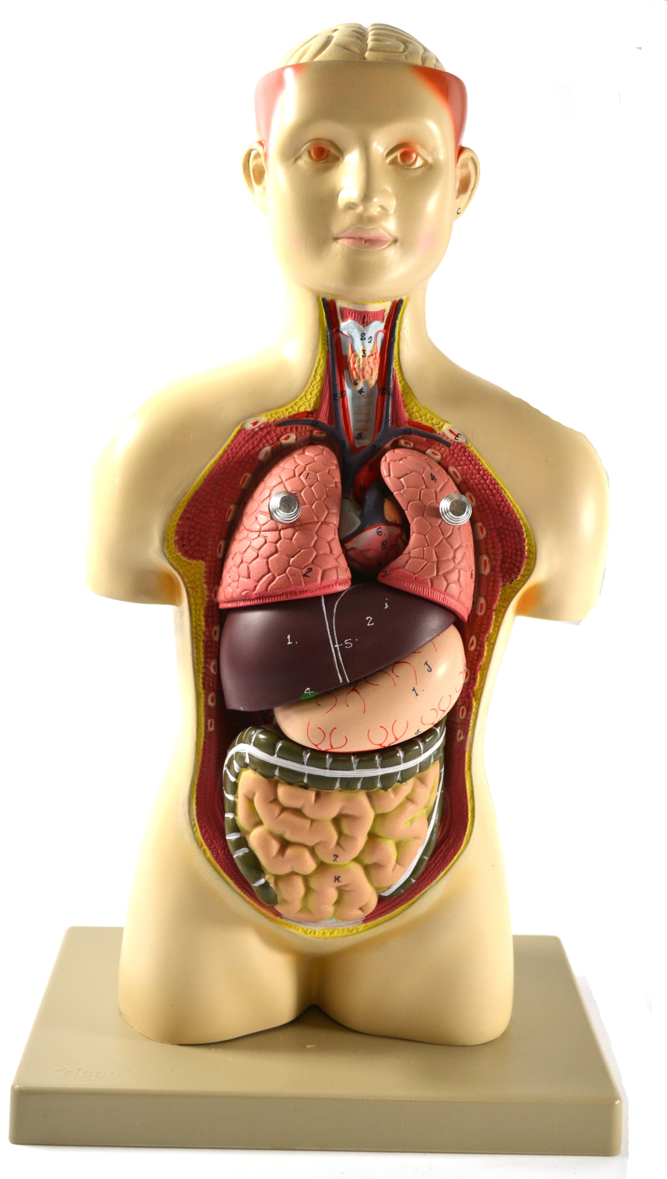 Half-Size Human Torso Model with Light Complexion, 17" Tall