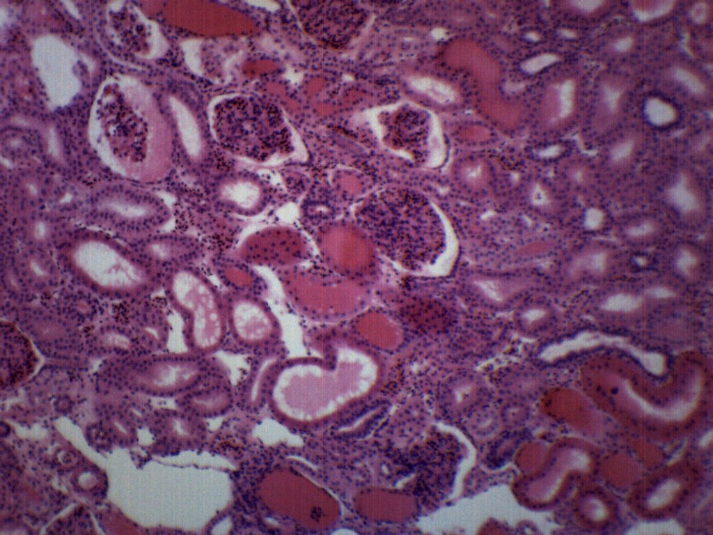 Frog Kidney Section H&E Stain Prepared Microscope Slide