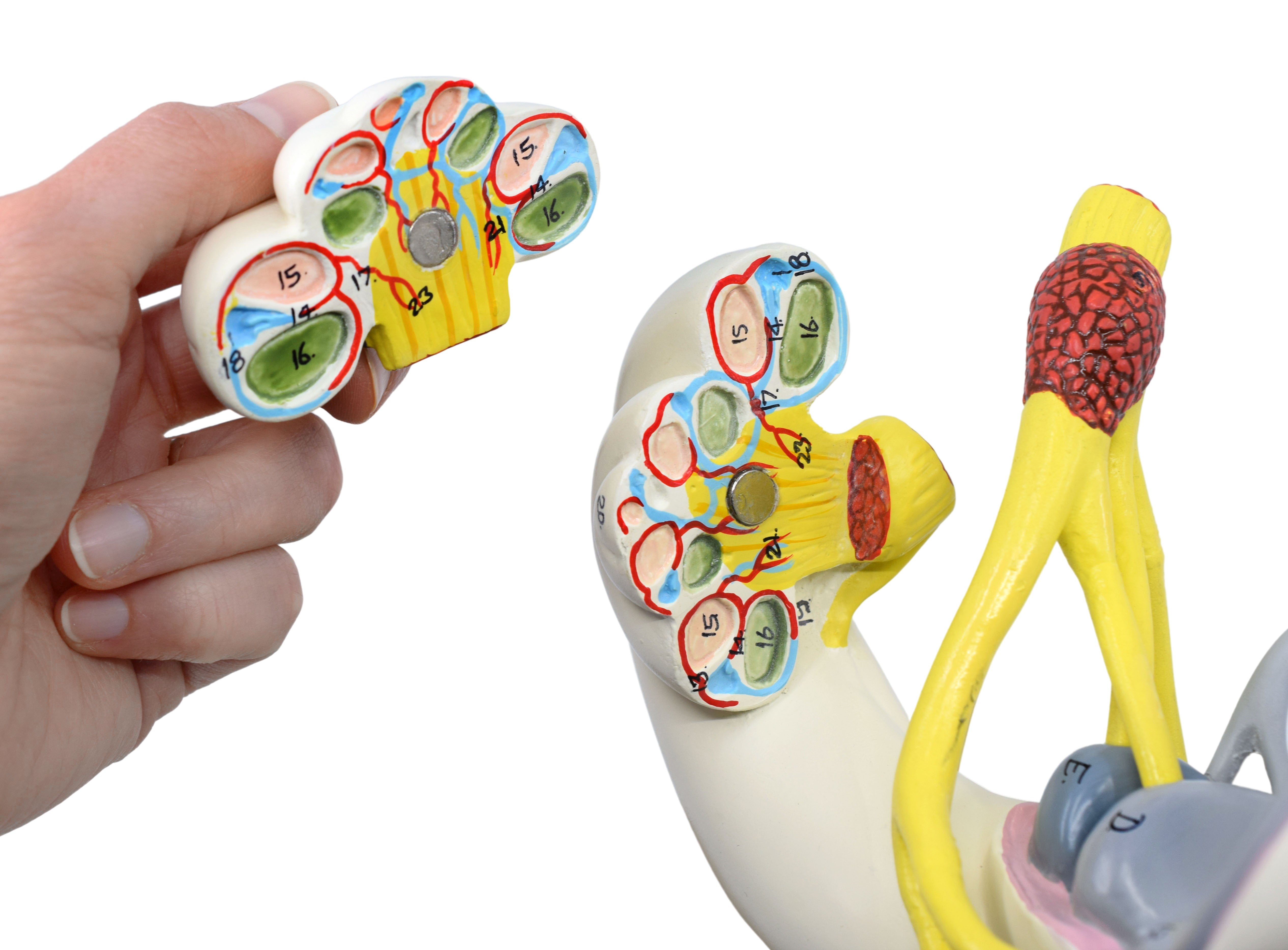 Inner Ear Model with Bony and Membranous Labyrinth, 16X Life Size