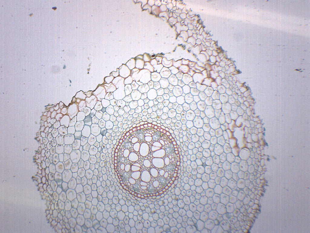 Lilium Root Cross-Section Prepared Microscope Slide