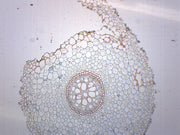 Lilium Root Cross-Section Prepared Microscope Slide