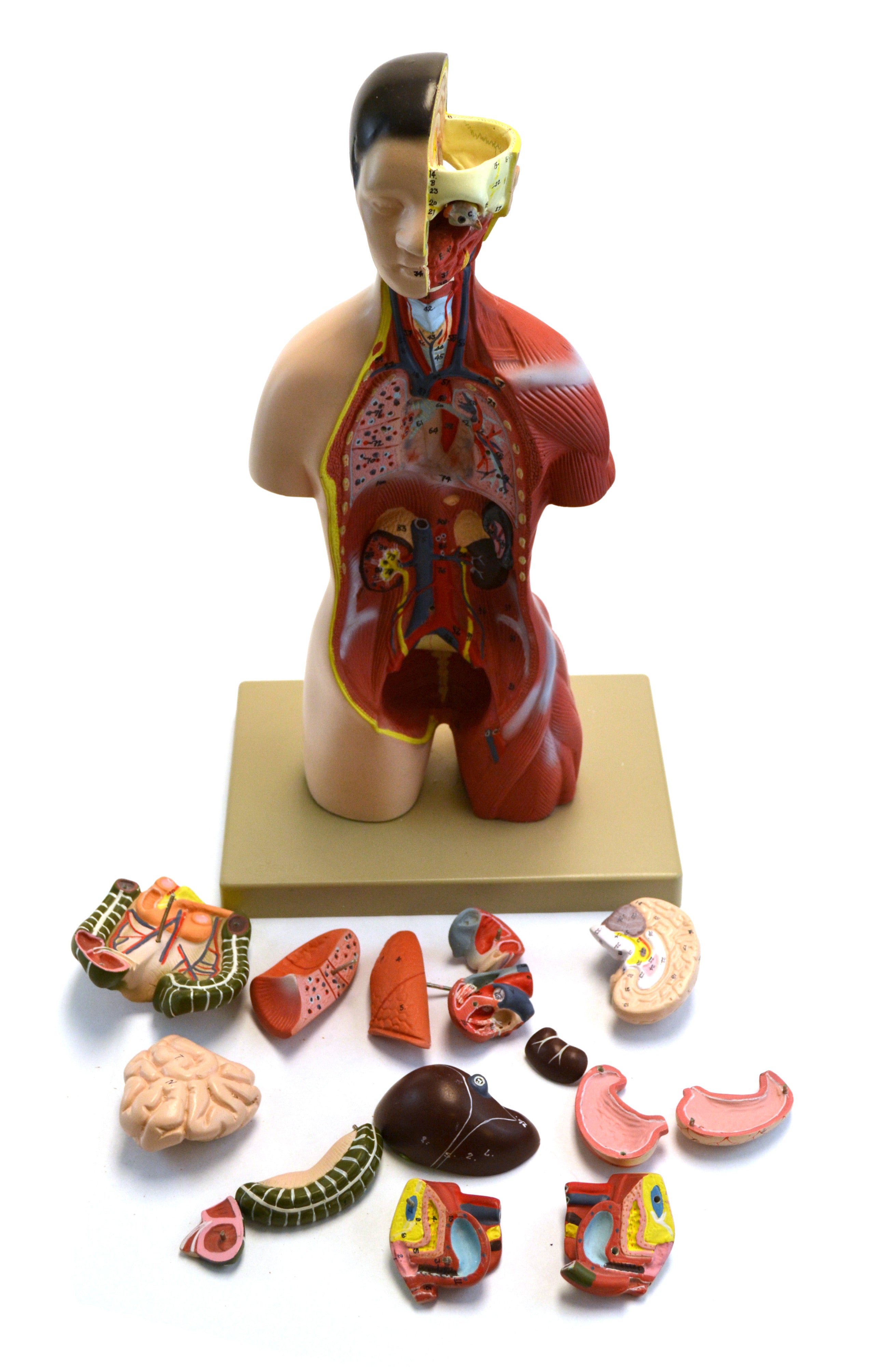 Half-Size Female Adult Human Torso Model with Head and Open Back, 18", 16-Part