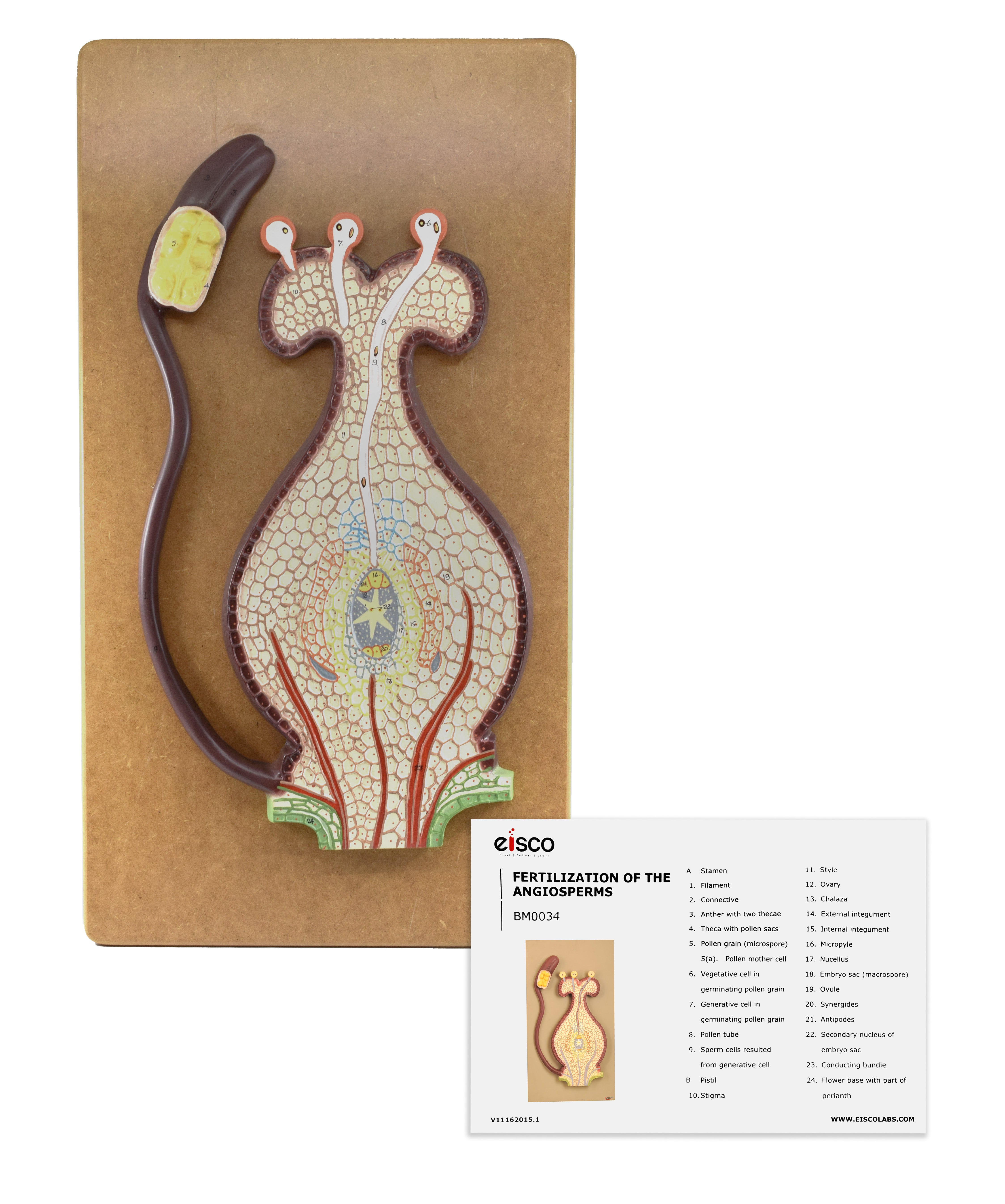 3D Fertilization of Angiosperms Model, 22 x 12 x 1.5"