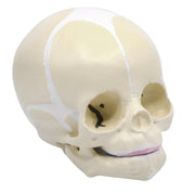 Life-Size Infant Skull Anatomical Model with Articulated Mandible
