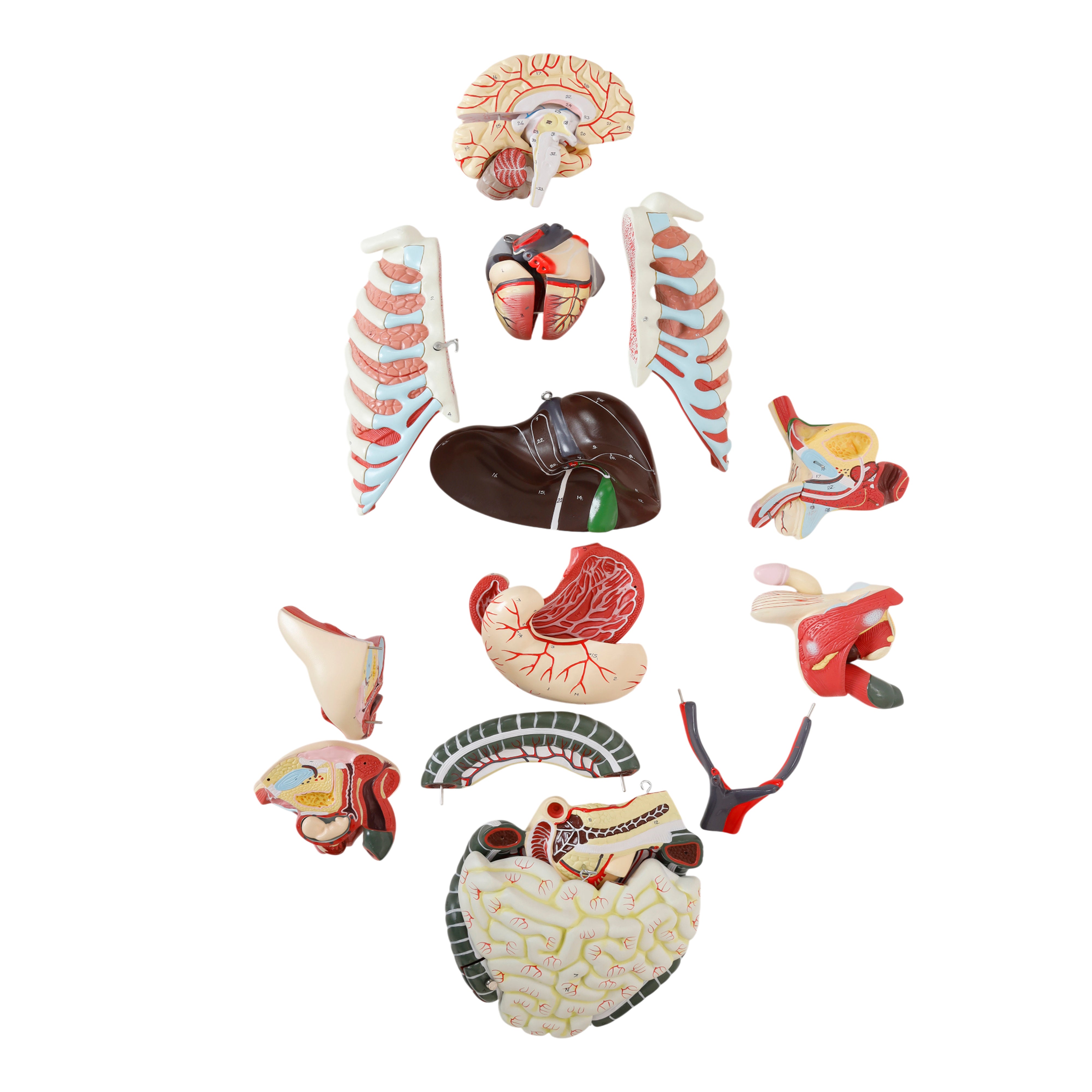 Life-Size Dual-Sex Human Torso Model with Reproductive Organs, 34" Tall, 28-Part