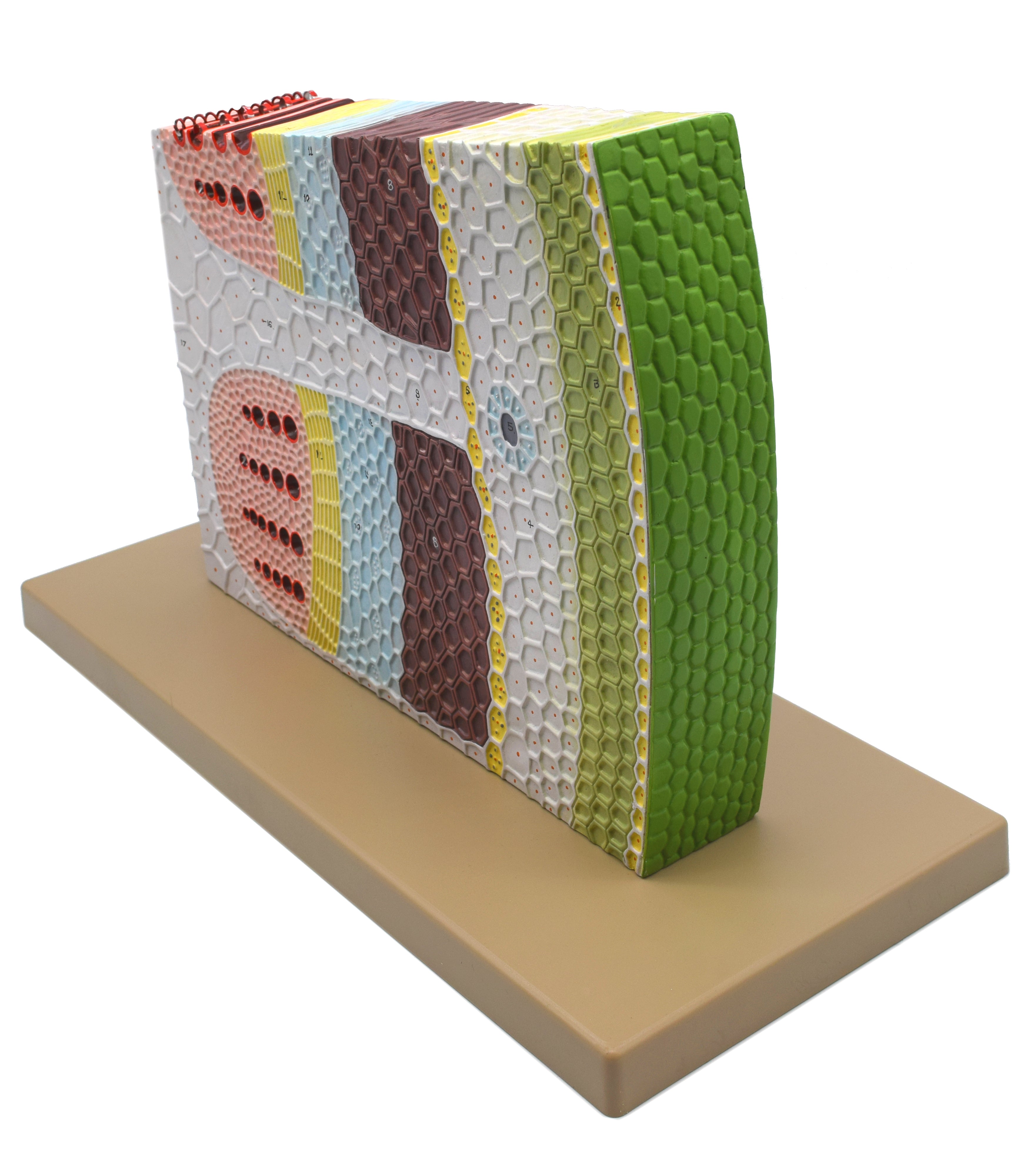 3D Dicot Stem Model with Transverse and Longitudinal Sections, 11 x 18 x 8"