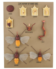 Jumbo Honey Bee Life Cycle Anatomical Model