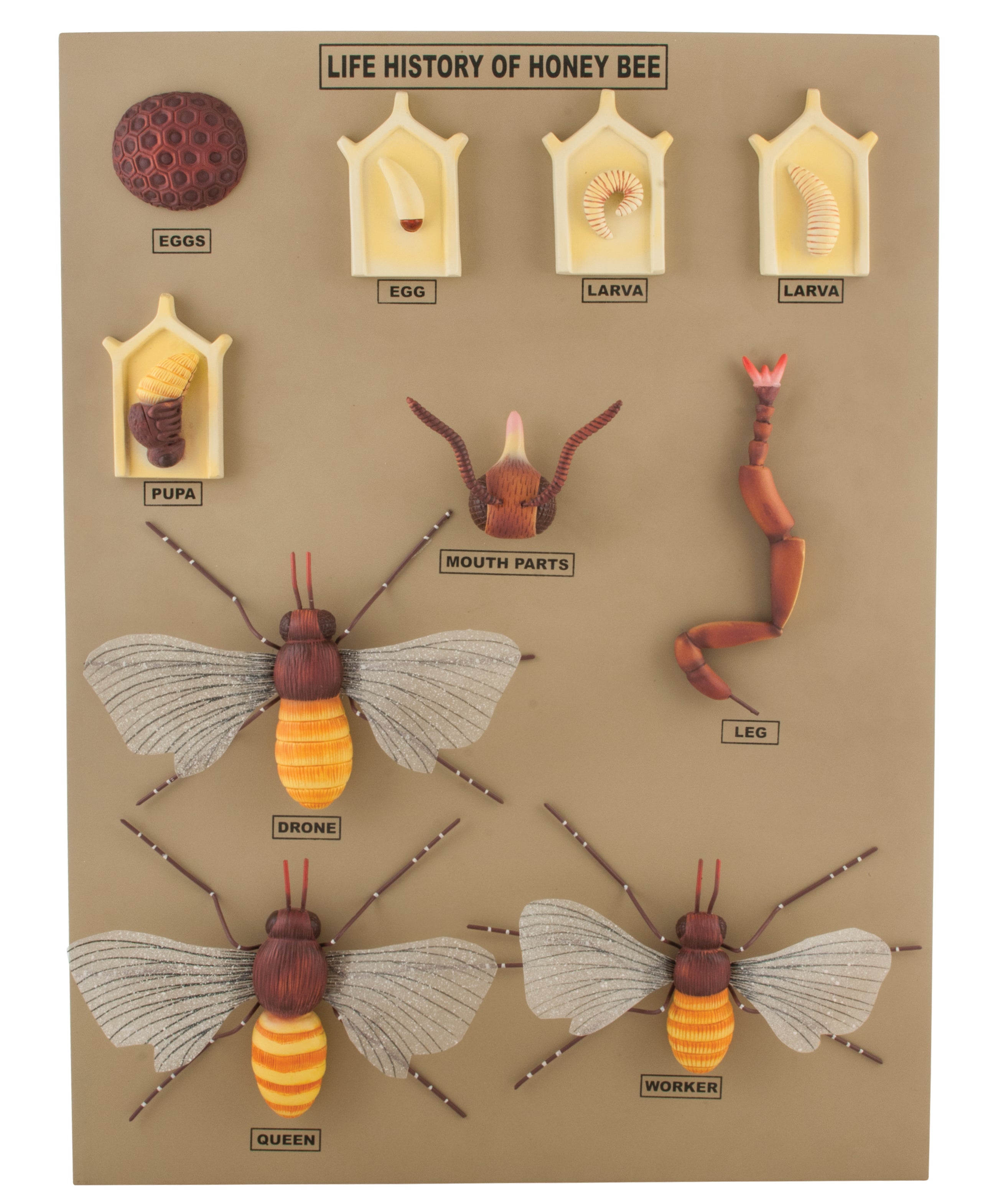 Jumbo Honey Bee Life Cycle Anatomical Model