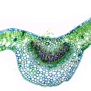 Dicot Leaf Cross Section Prepared Microscope Slide