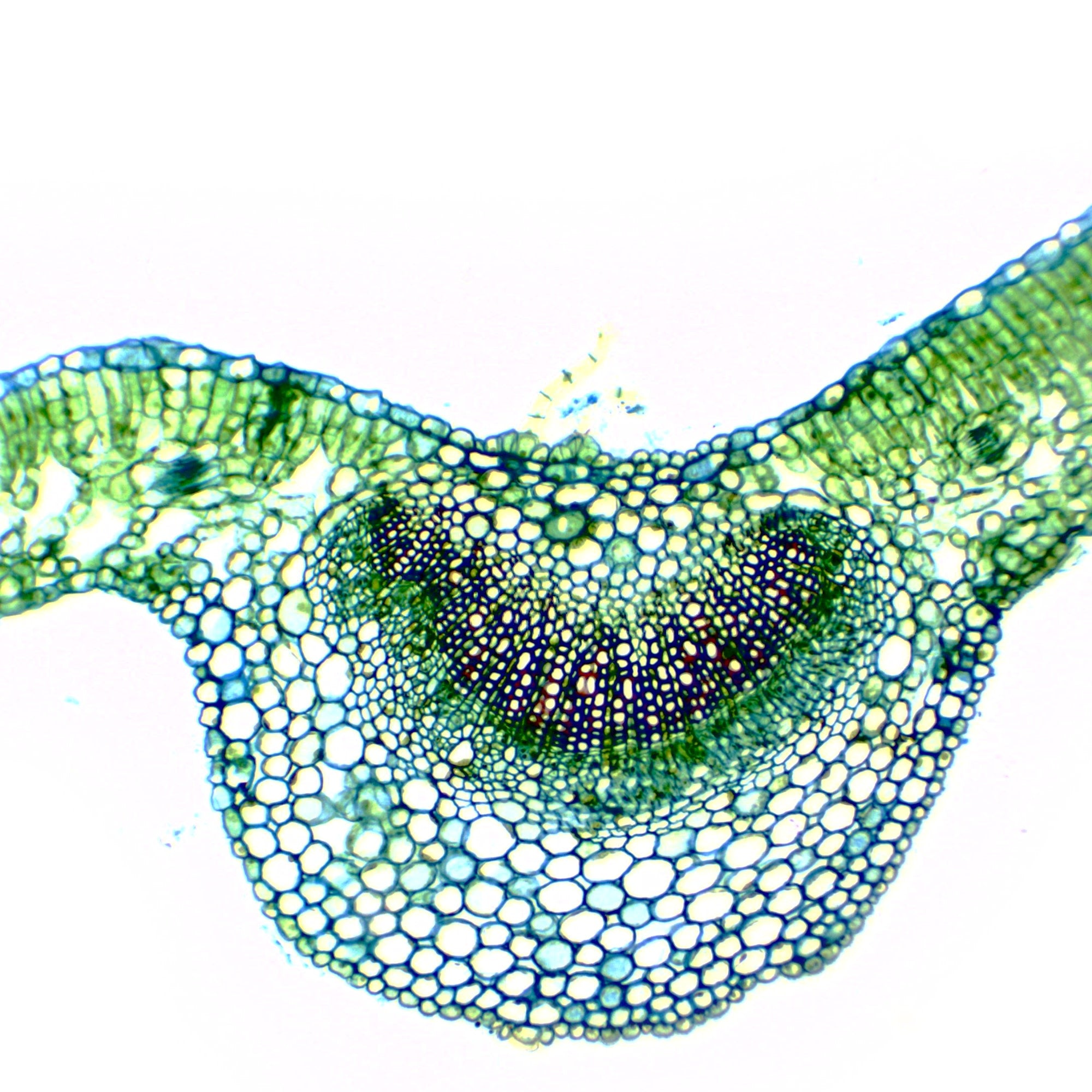 Dicot Leaf Cross Section Prepared Microscope Slide