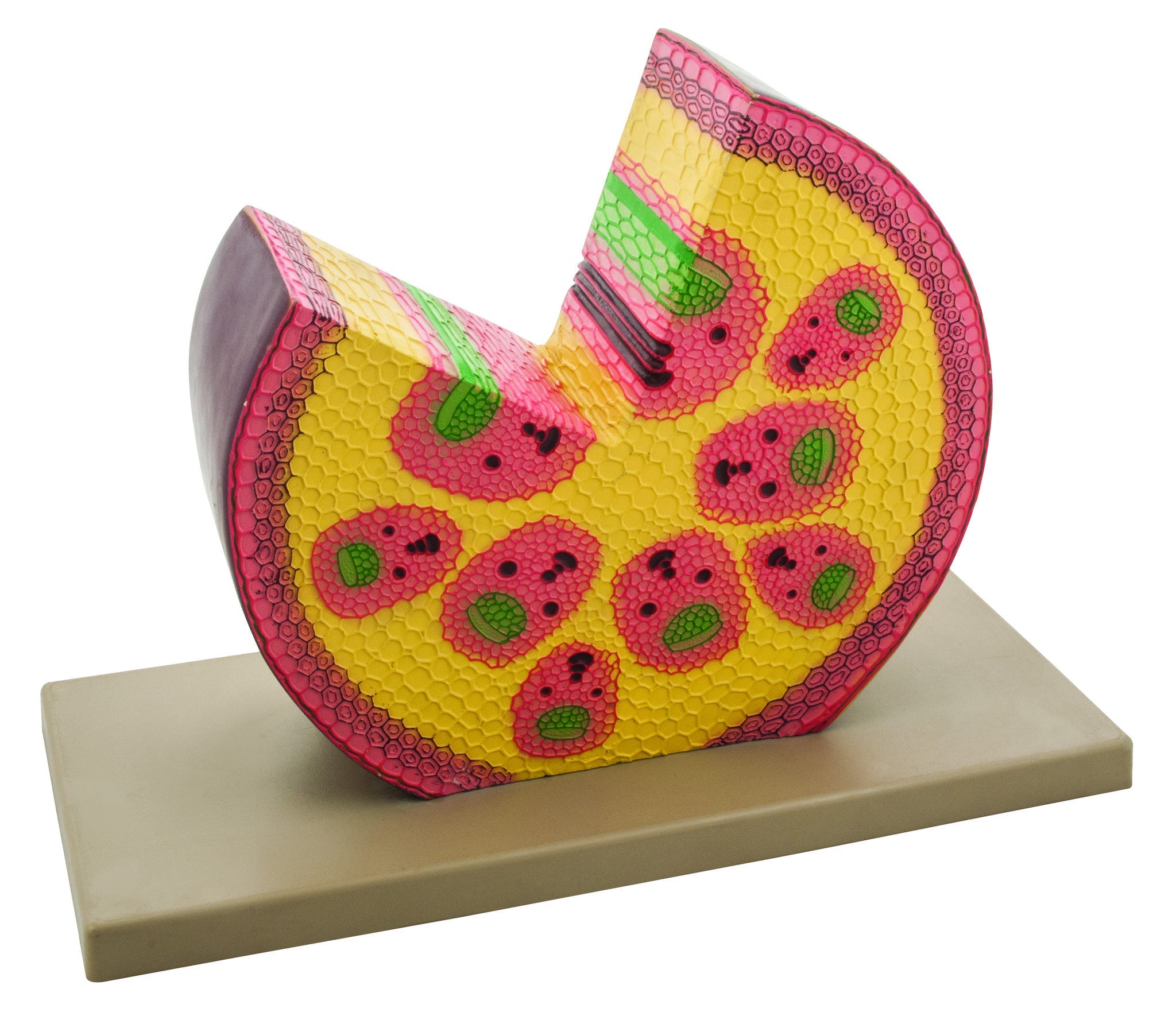 Monocot Stem Model