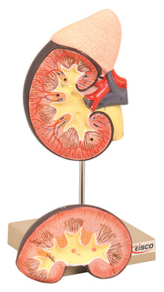 Human Kidney Model, Life Size, 2-Part