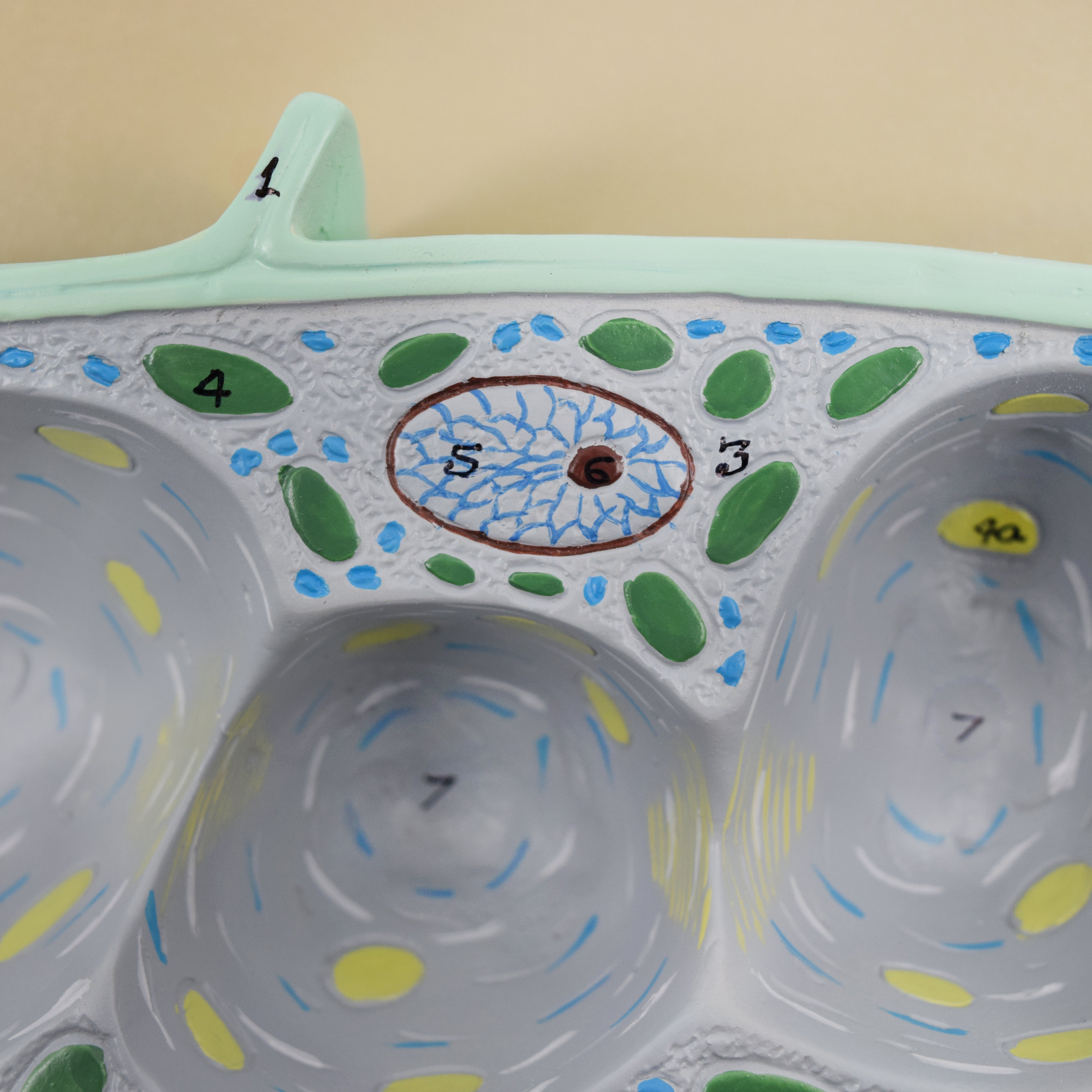 3D Plant Cell Sectional Model, 13 x 9", Hand-Painted
