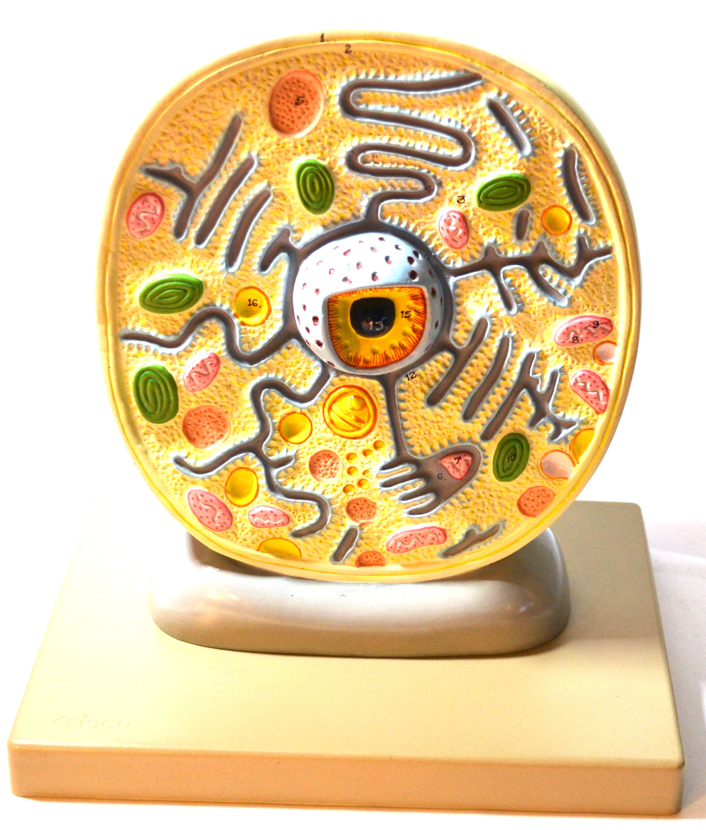 Plant Cell Model with Electron Microscope Detail, 8 x 10" on Base