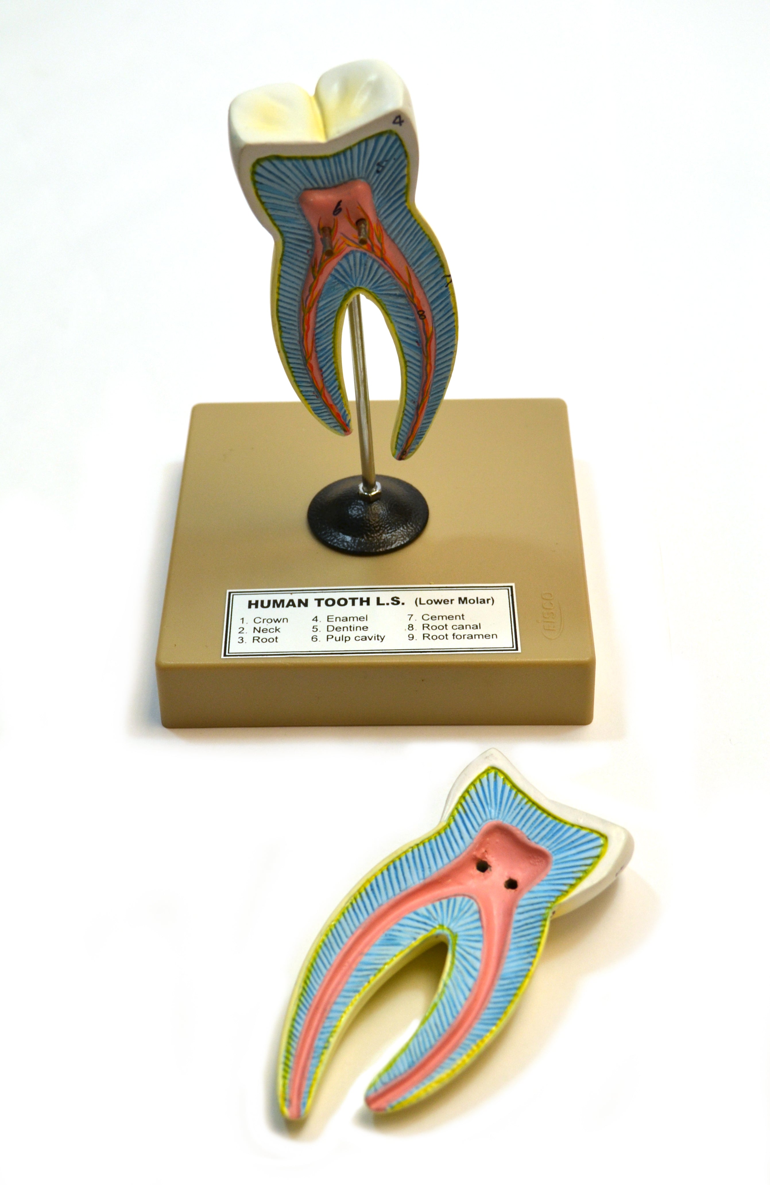 5-Piece Human Teeth Model Set