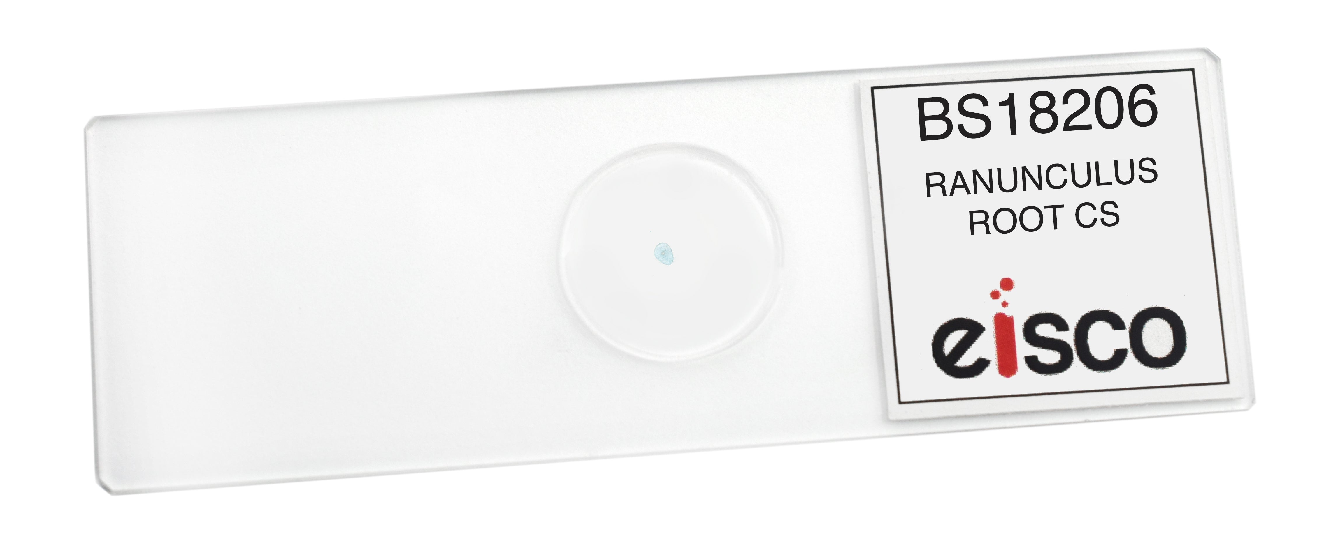 Ranunculus Root Cross-Section Prepared Microscope Slide