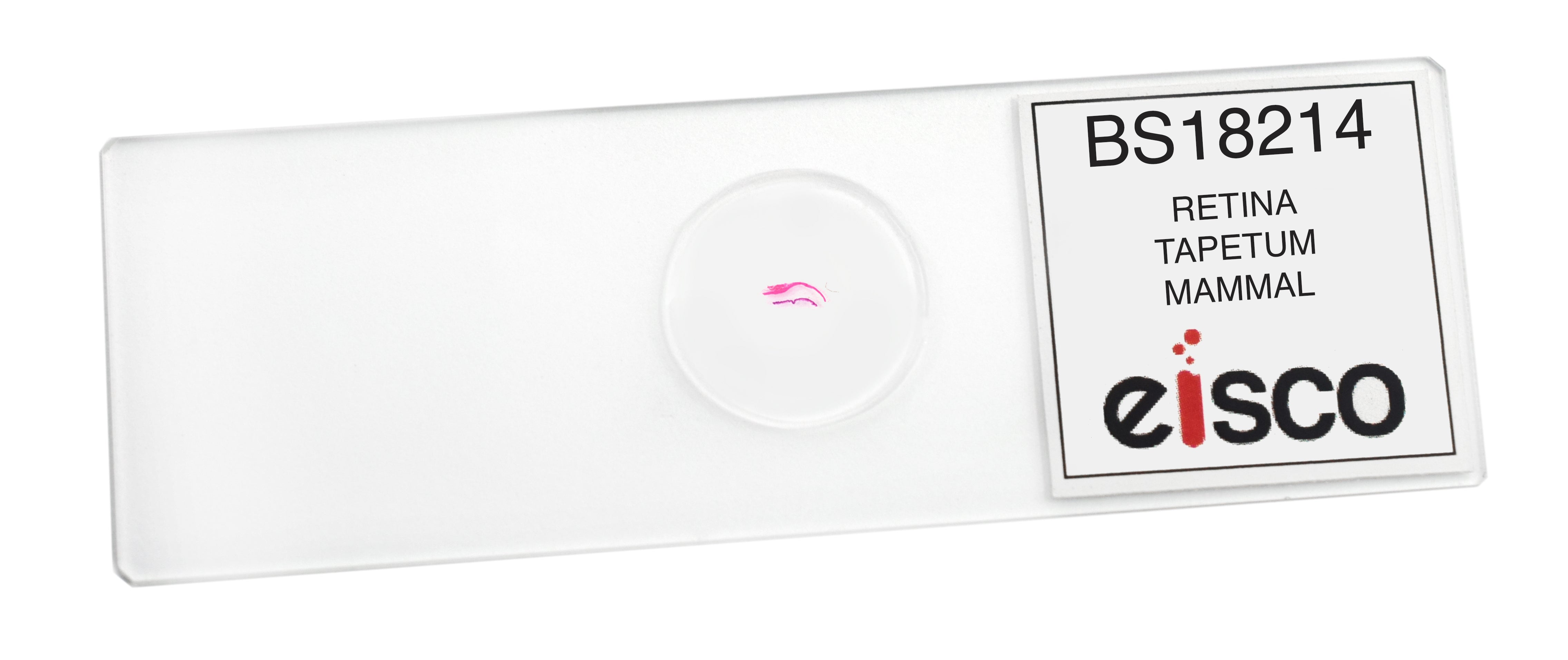 Mammalian Retina and Tapetum H&E-Stained Prepared Microscope Slide