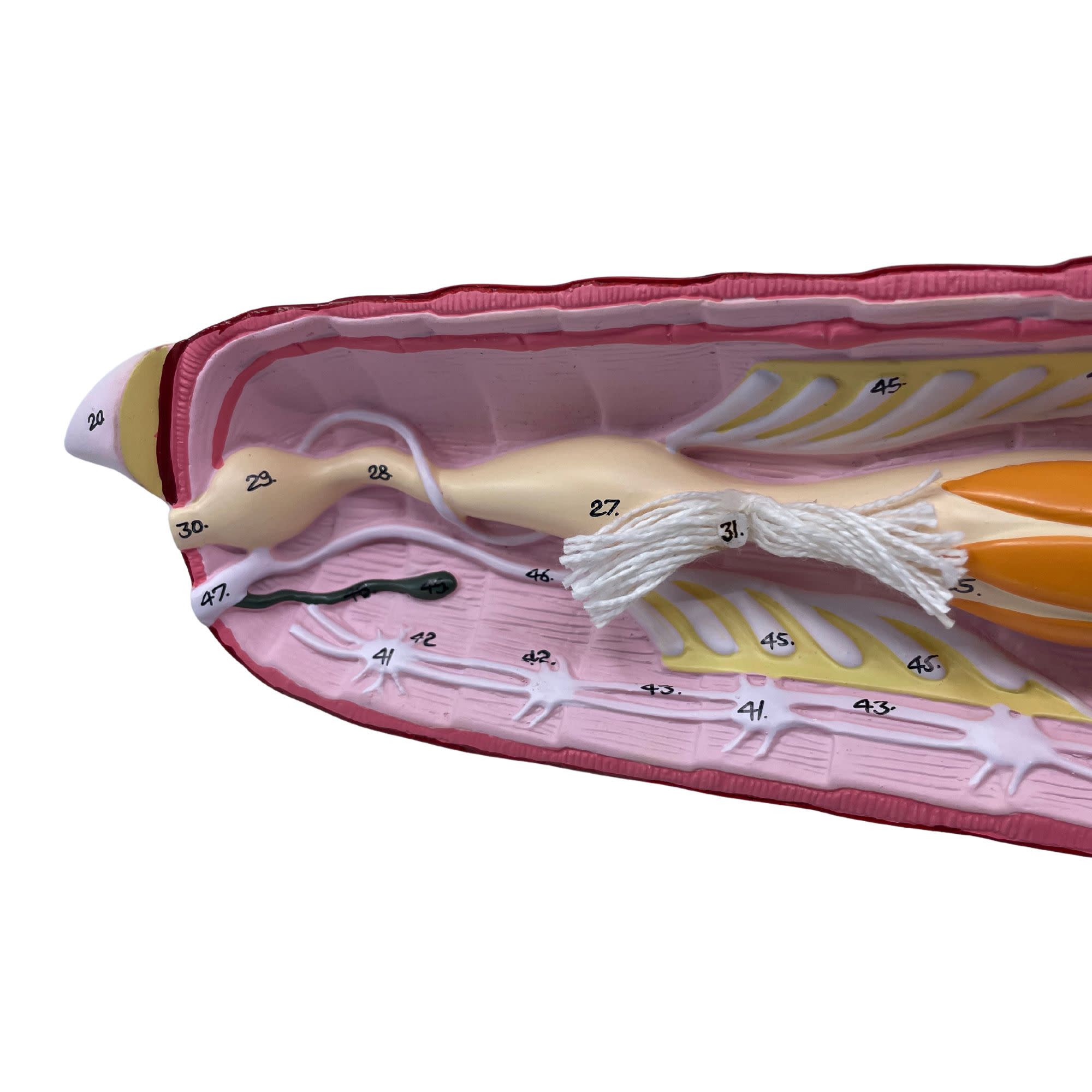 Hand-Painted Locust Dissection Anatomical Model