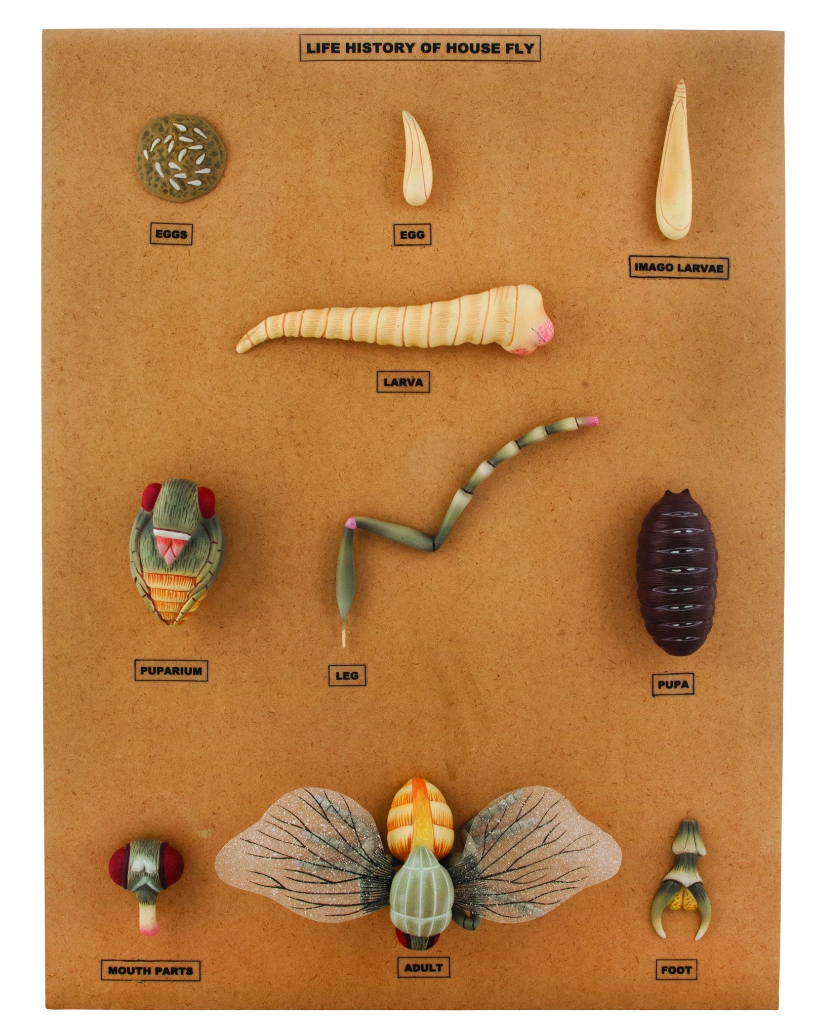 House Fly Longitudinal Section Anatomical Model