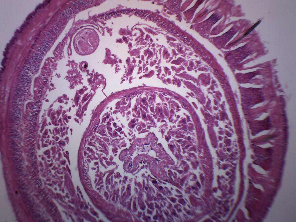 Earthworm Composite Cross-Section Prepared Microscope Slide
