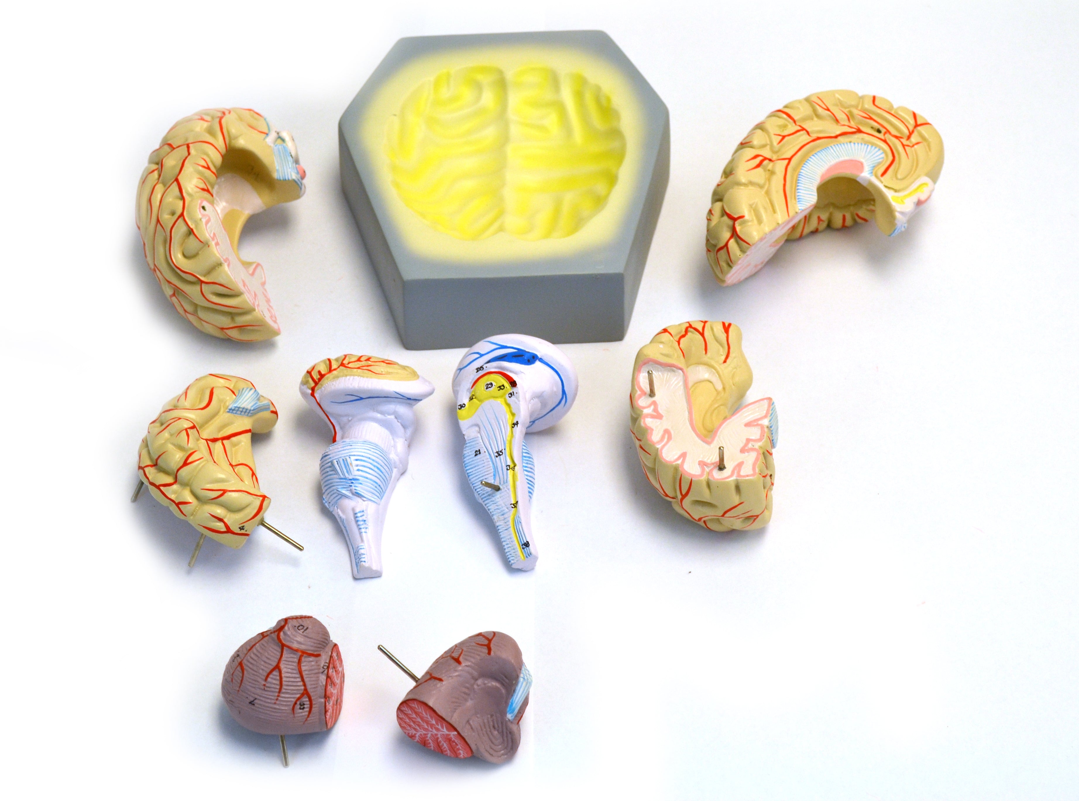9-Part Human Brain Model with Arteries