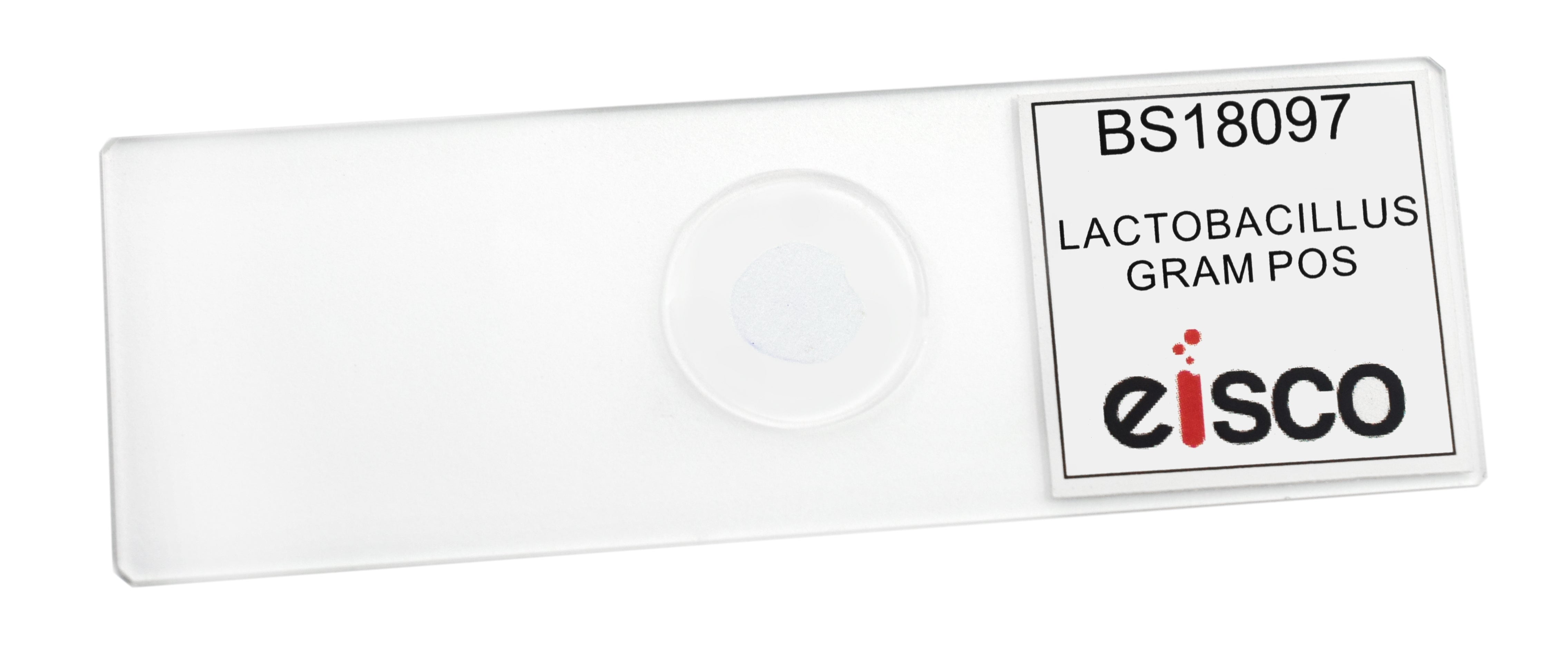 Lactobacillus Acidophilus Gram Positive Prepared Microscope Slide
