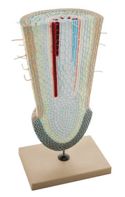 Root Tip Model on Stand