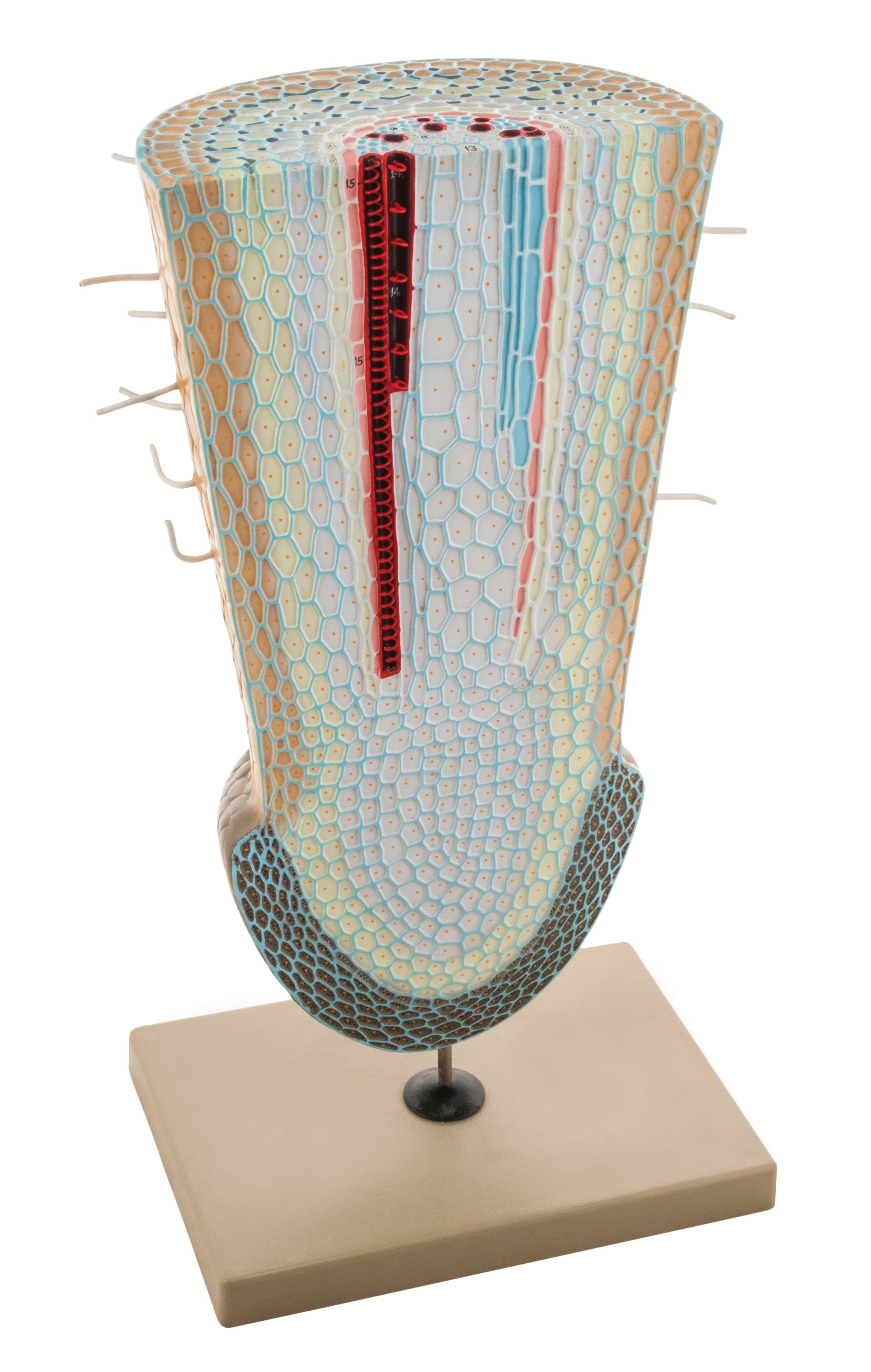 Root Tip Model on Stand