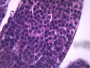 Grasshopper Meiosis Wholemount Prepared Microscope Slide