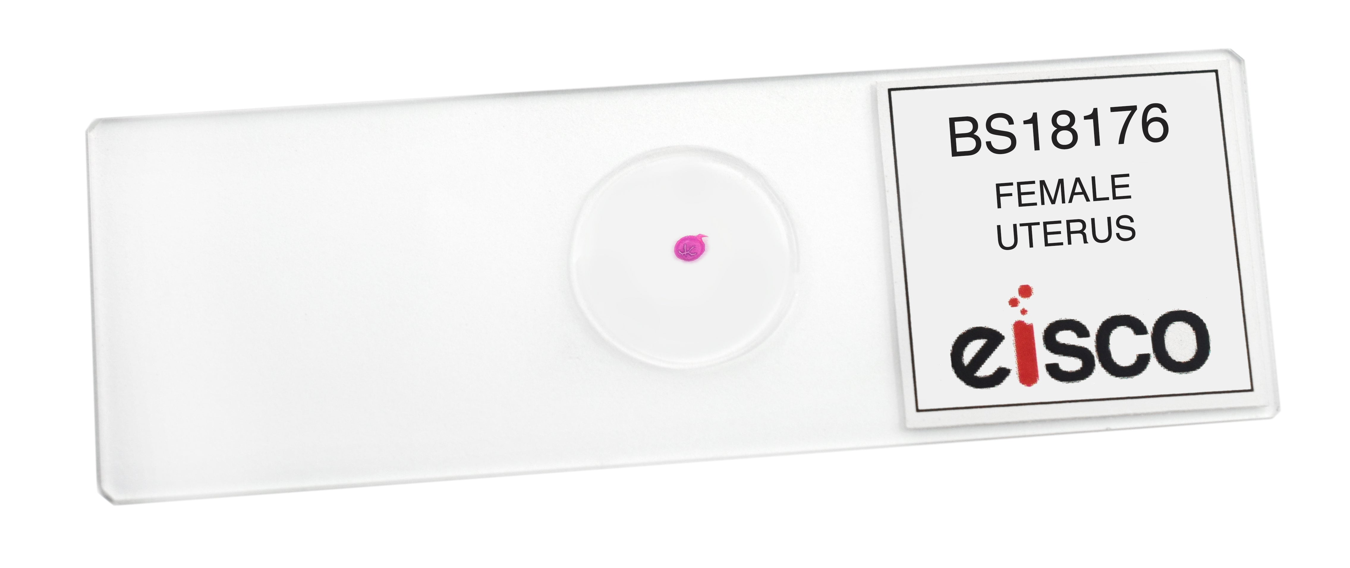 Female Uterus Prepared Microscope Slide