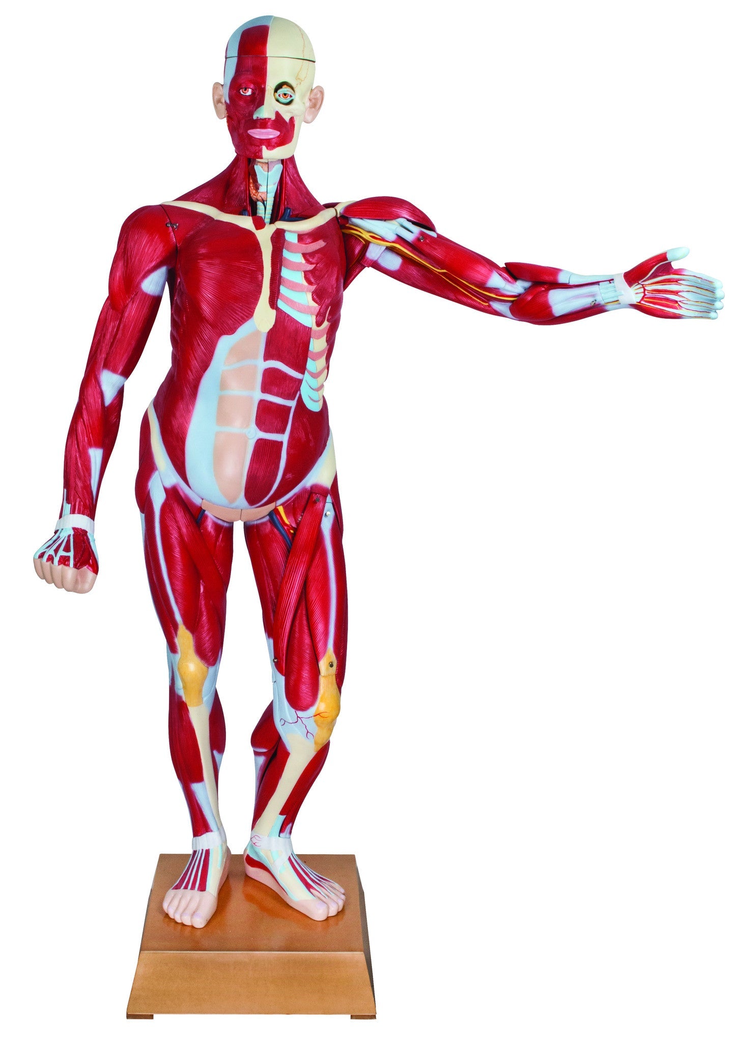 Life-Size Muscular Human Torso Model with Dual Sex Organs, 47-Part