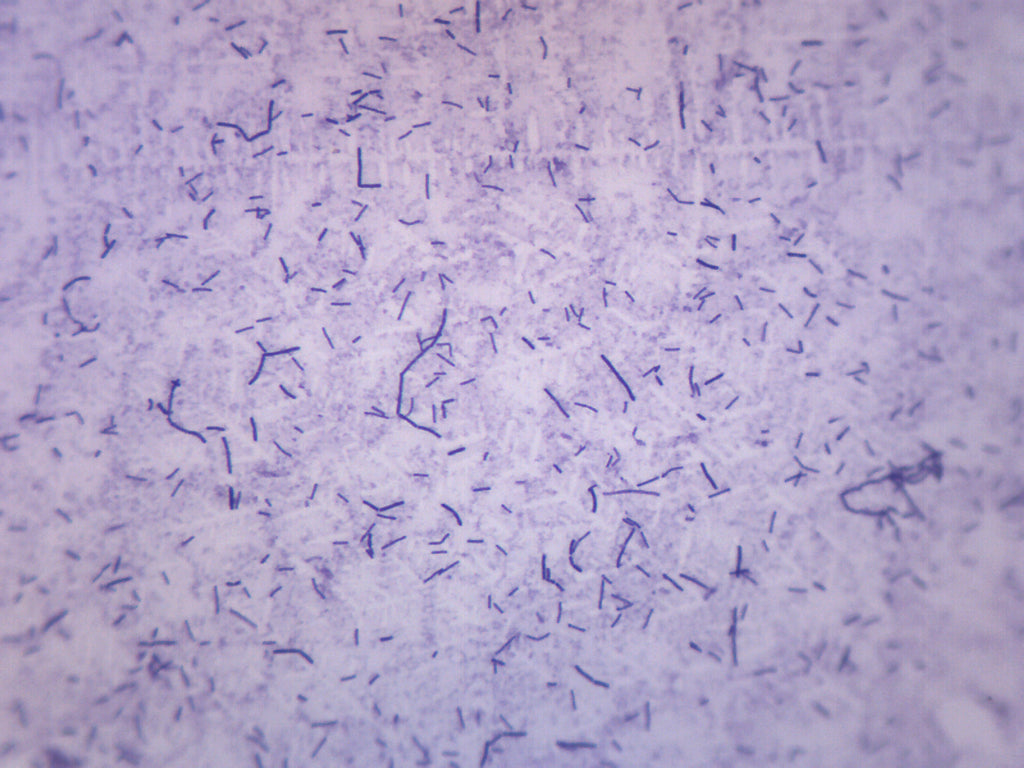 Bacillus Subtilis Gram Positive Prepared Microscope Slide
