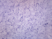 Bacillus Subtilis Gram Positive Prepared Microscope Slide