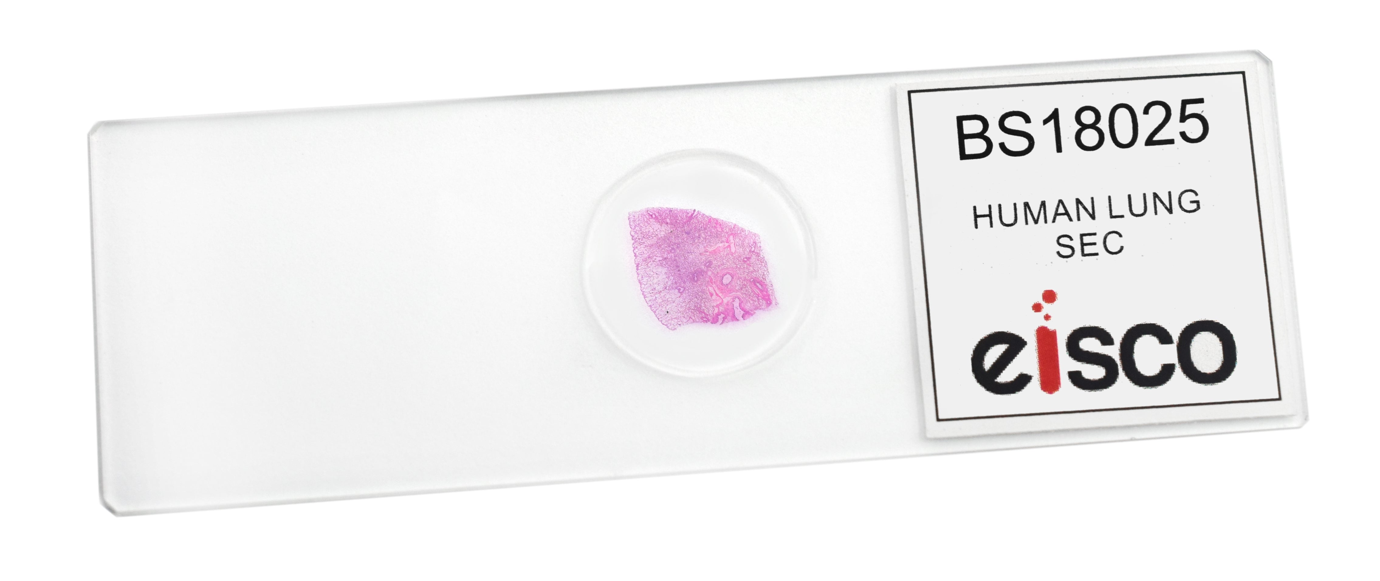 Human Lung Section Prepared Microscope Slide