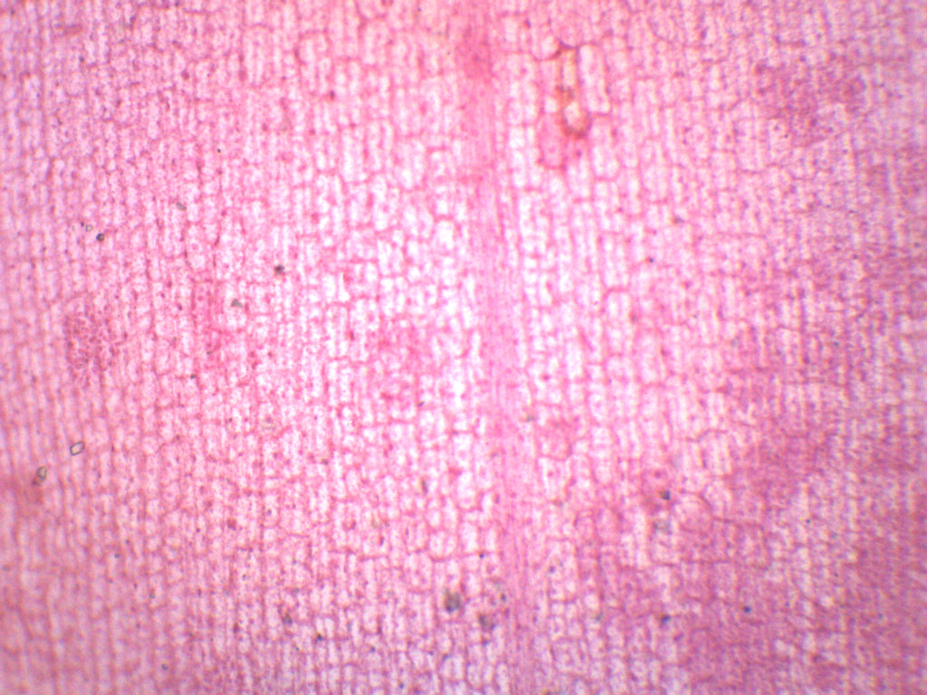 Elodea Submerged Leaf Prepared Microscope Slide