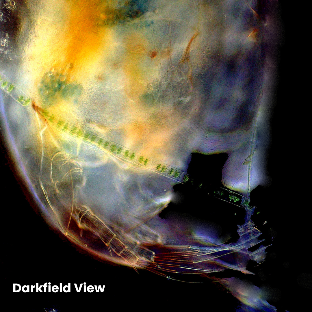 Accu-Scope 2-in-1 Brightfield/Darkfield Monocular Microscope, EXM-150-MS-DF, 40-400X