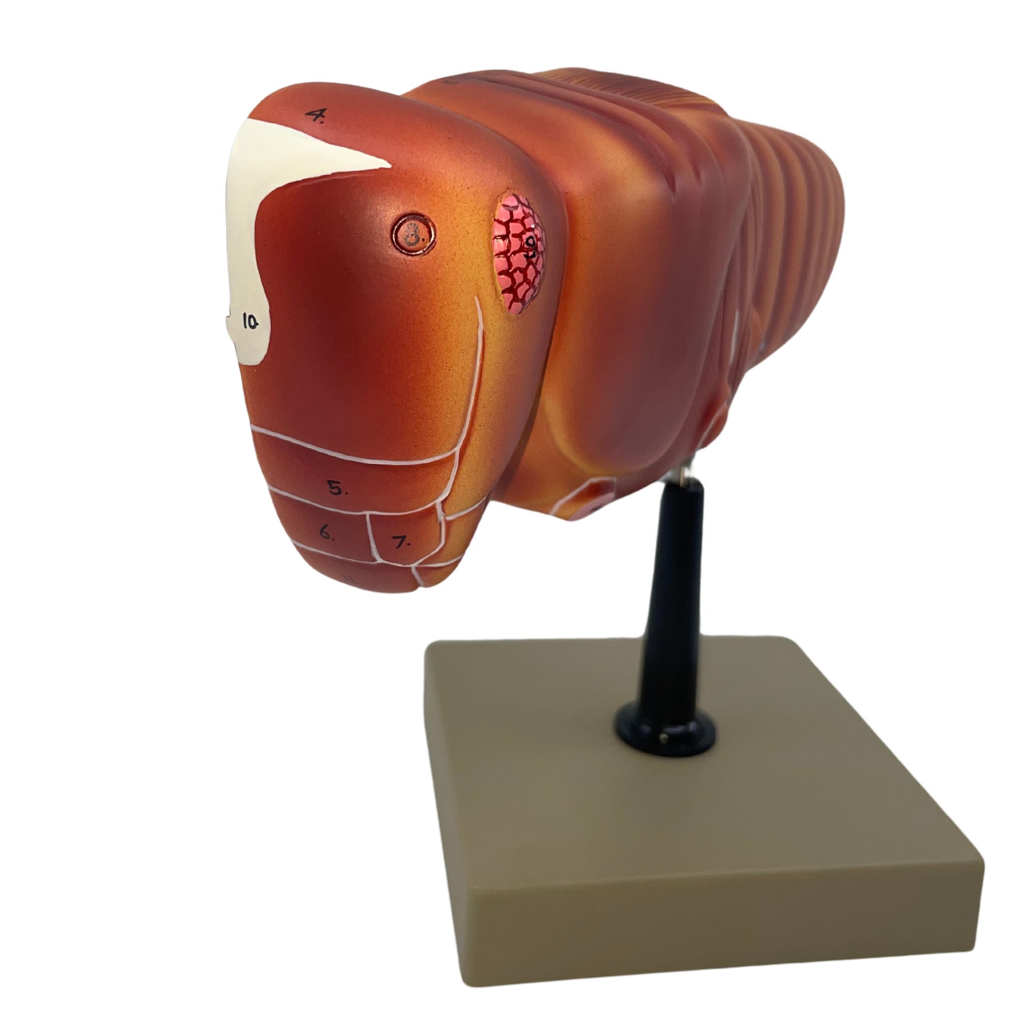 Hand-Painted Locust Dissection Anatomical Model