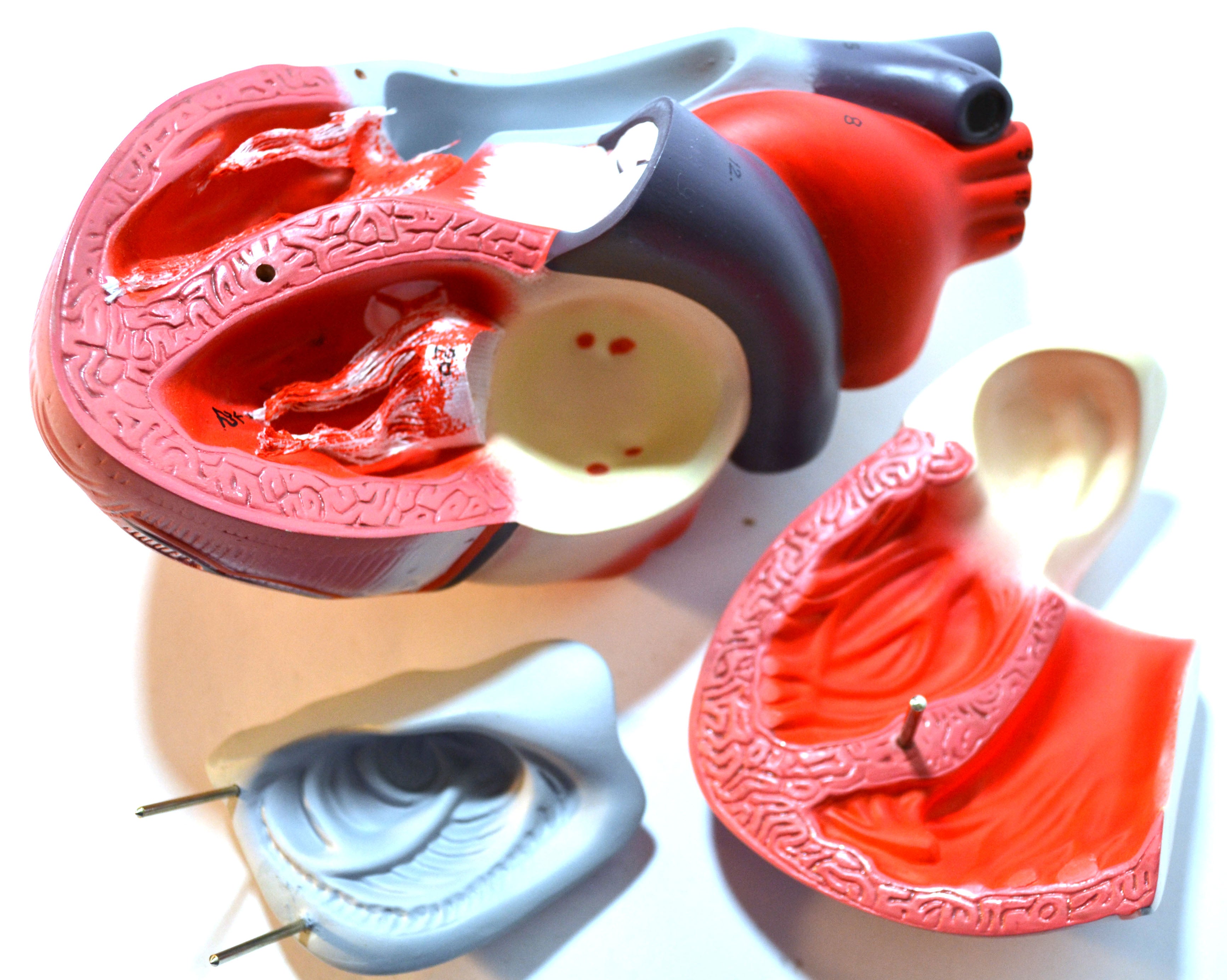 Human Heart Model with Diaphragm, 8" Tall