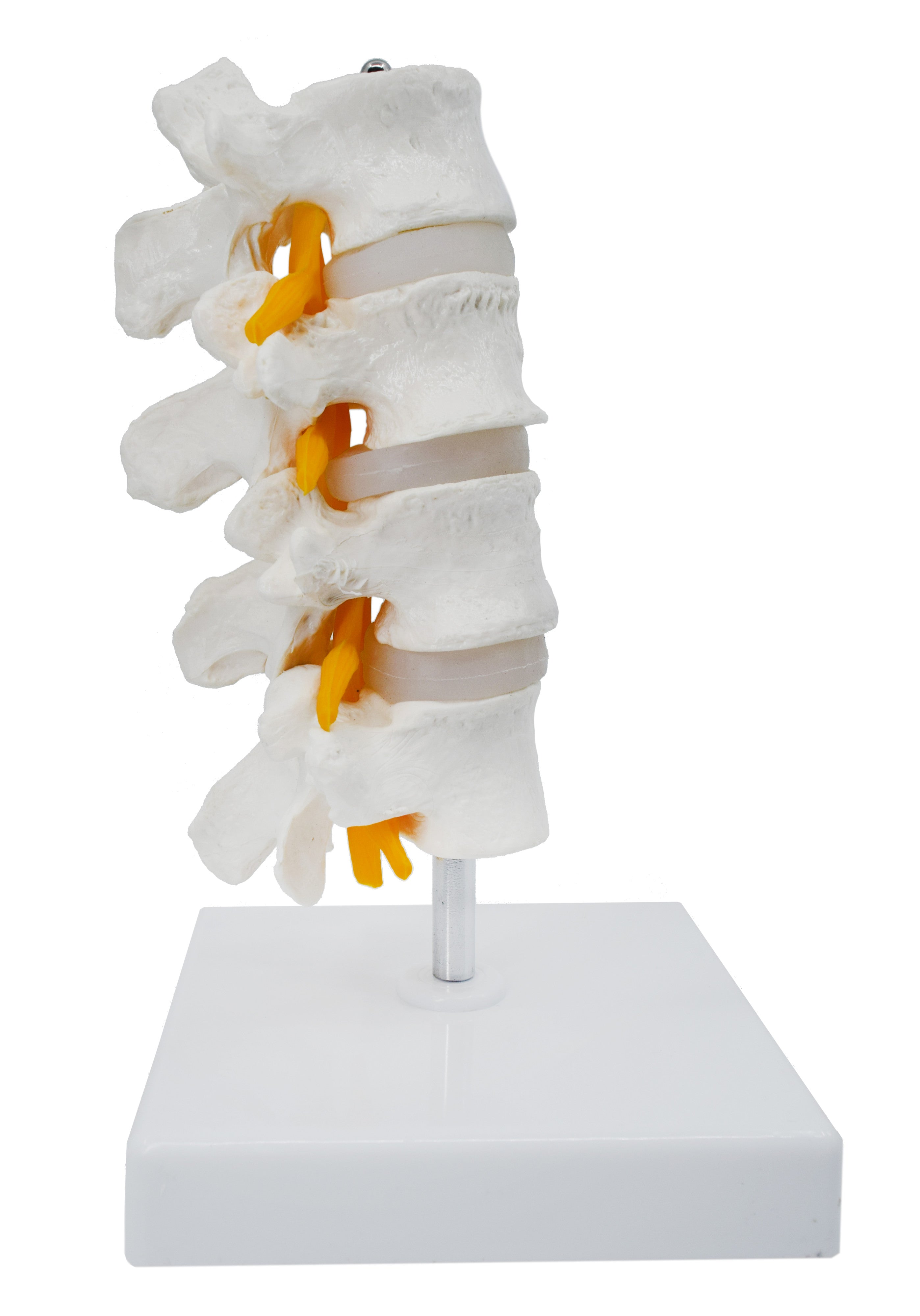 4 Lumbar Vertebrae Model with Nerve Branches, 7.25"