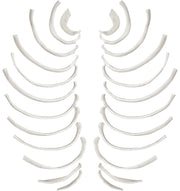 24-Piece Disarticulated Human Rib Bone Set, Left and Right
