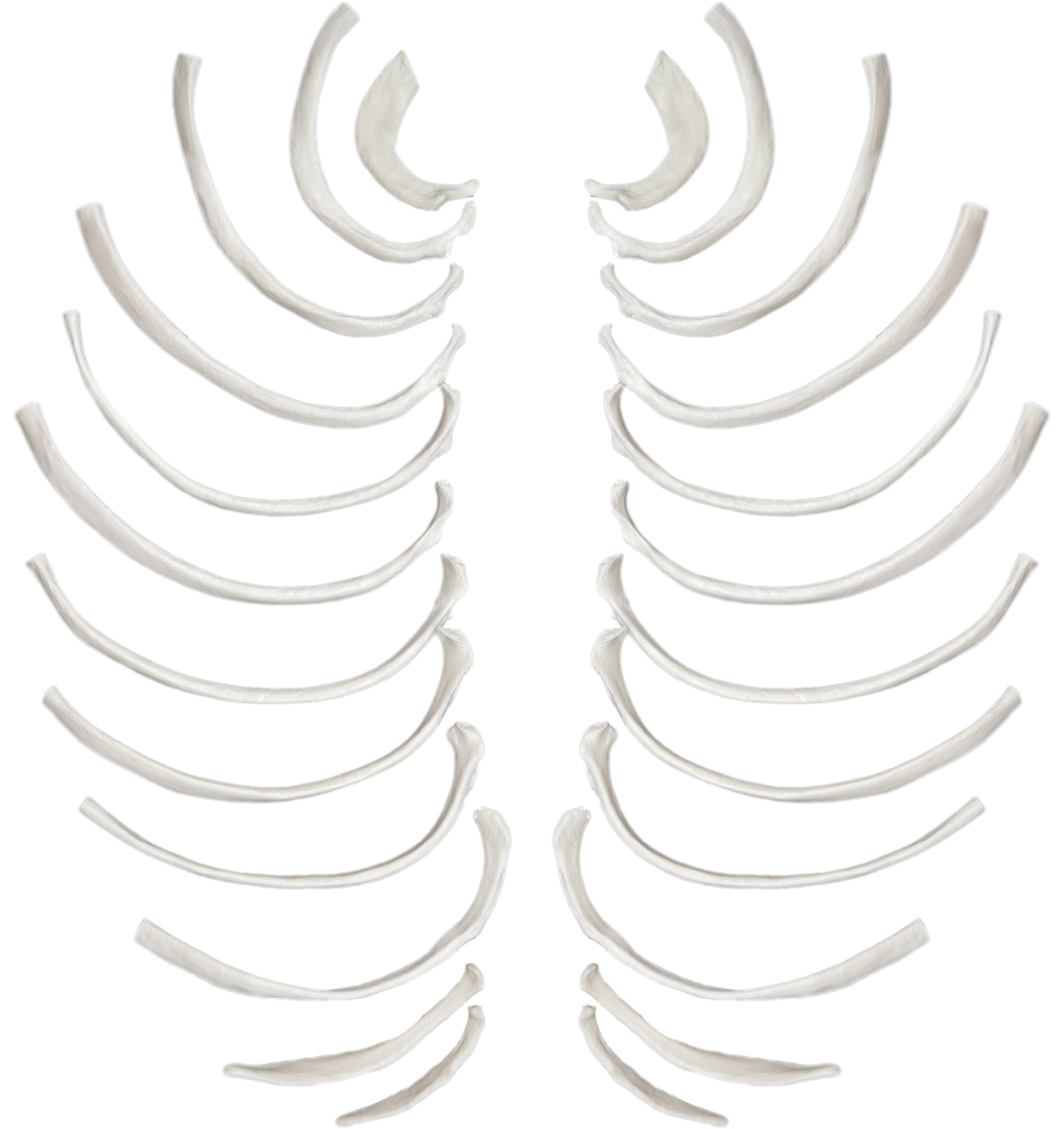 24-Piece Disarticulated Human Rib Bone Set, Left and Right