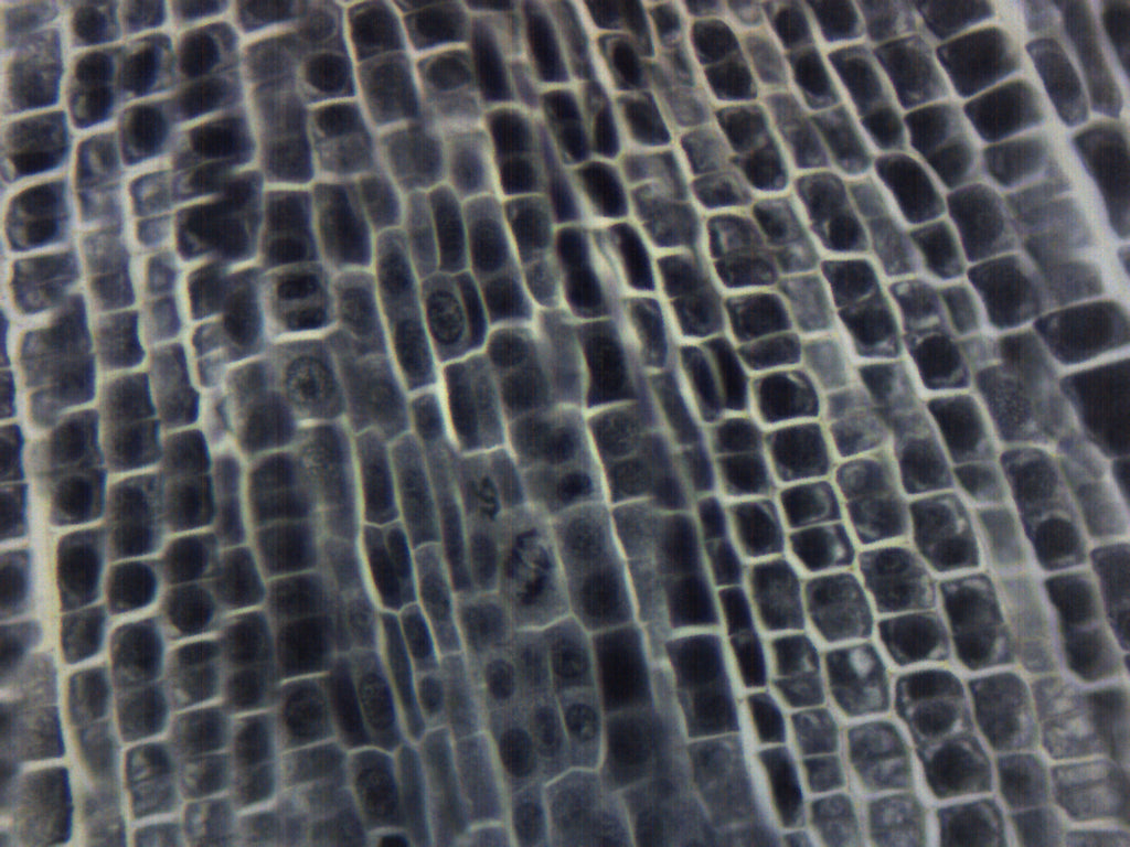 Onion Root Tip Squash Wholemount Prepared Microscope Slide