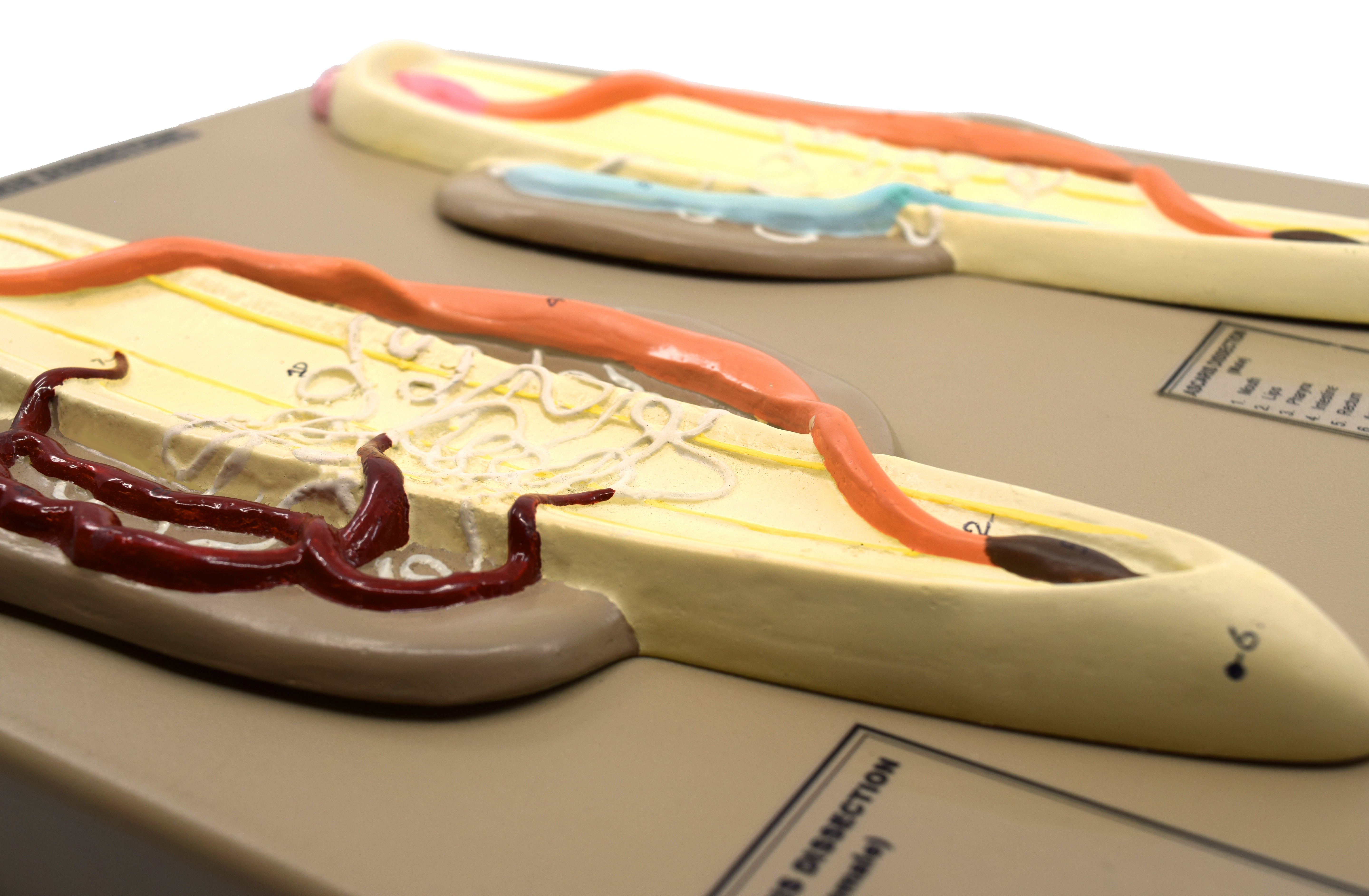 Hand-Painted Male and Female Ascaris Dissection Anatomical Model on 14 x 13 inch Base
